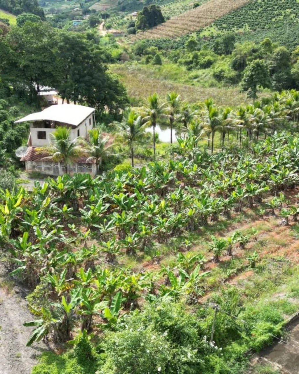 Terreno de café para Café com área a confirmar - Córrego dos Brás, Inhapim