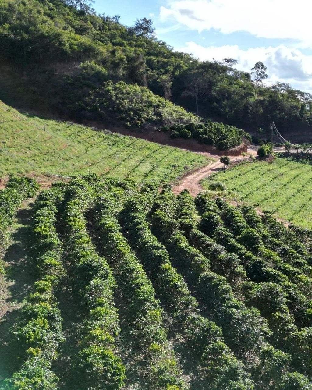 Terreno para Café com 9,9 ha - Córrego Santo Antônio, Inhapim